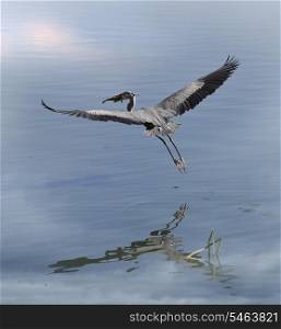 Great Blue Heron With A Fish In Flight