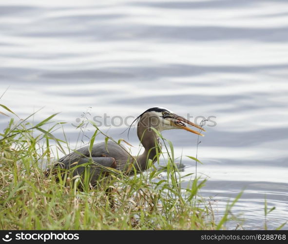 Great Blue Heron With Fish