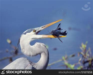 Great Blue Heron with Sailfin Catfish. Great Blue Heron with a fish