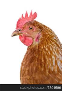 great closeup image of a hen on white background. hen on white background