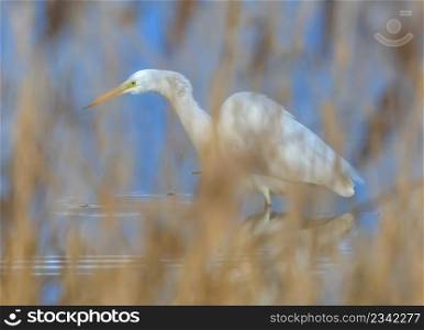 Great, common or large egret, ardea alba, walking in a pond searching for food behind reeds. Great egret, ardea alba, in a pond