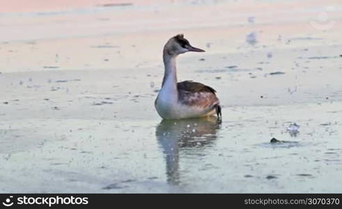 Great crested grebe on the ice