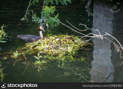 Great Crested Grebe (Podiceps cristatus) with egg and nest