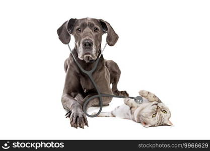 Great Dane dog using a stethoscope on a cat isolated on white background. big dog on reception at veterinary doctor in vet clinic. Pet health care and animals concept. Great Dane dog using a stethoscope on a cat isolated on white background