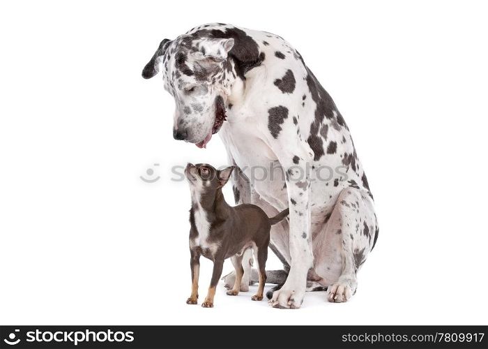 great dane harlequin and a Chihuahua. great dane harlequin and a Chihuahua in front of a white background