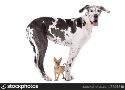 Great Dane HARLEQUIN and a chihuahua in front of a white background