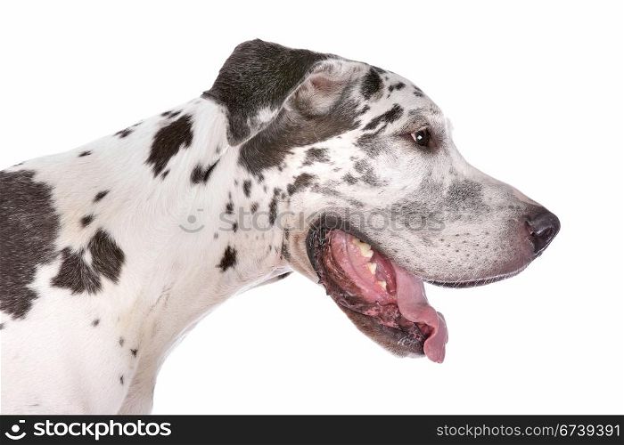 great dane harlequin. great dane harlequin in front of a white background