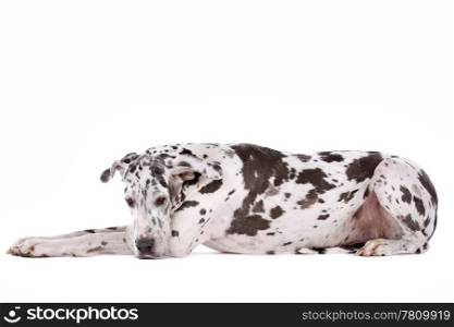 great dane harlequin. great dane harlequin in front of a white background