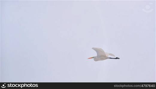 Great Egret (Ardea alba) in flight in winter time