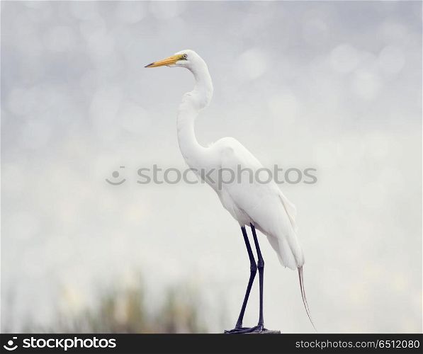 Great Egret perched in Florida wetlands. Great Egret perched