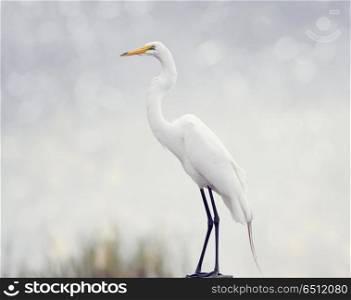 Great Egret perched in Florida wetlands. Great Egret perched
