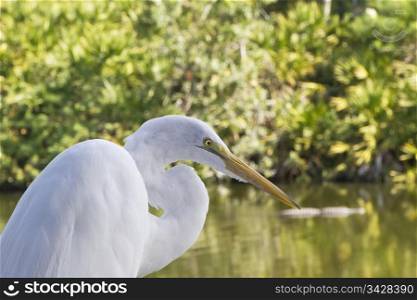 Great egret with green lores of breeding plumage in lower left of horizontal image; forest marsh land behind bird is out of focus to create copy space;