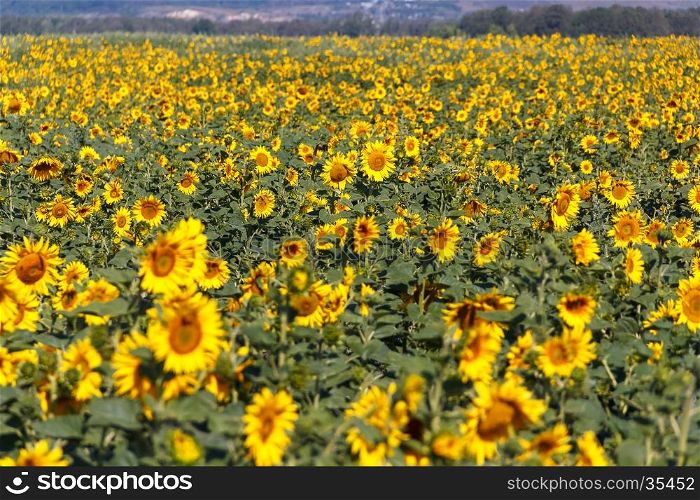 Great field of blooming sunflowers in the sunlight. Field of beautiful sunflowers