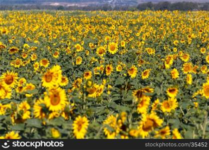 Great field of blooming sunflowers in the sunlight. Field of beautiful sunflowers