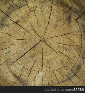 Great for design, wooden texture with the section of a tree trunk, with its rings and cracks