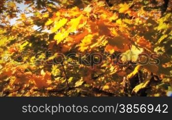 Great for themes of seasons, fall scenery, travel backgrounds, tourism, nature