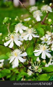 Great green bush with white flowers on a suburban site. flowers on a green background