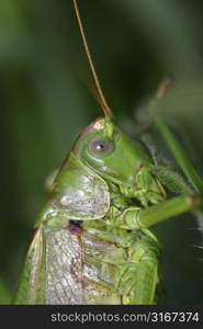 Great green bushcricket (Tettigonia viridissima)