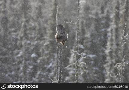 Great Grey Owl Gray Sasktchewan Canada winter storm