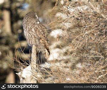 Great Grey Owl  in Northern Saskatchewan Canada Great Grey Owl  in Northern Saskatchewan Canada