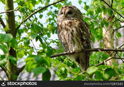 Great Grey Owl Strix nebulosa on tree at forest avifauna, netherlands. Great Grey Owl Strix nebulosa on tree at forest