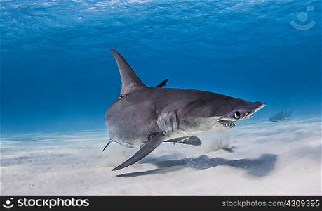 Great Hammerhead Shark swimming near seabed