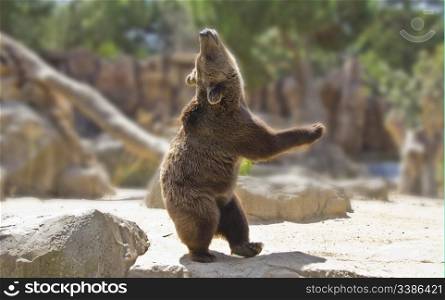 Great happy dancing bear