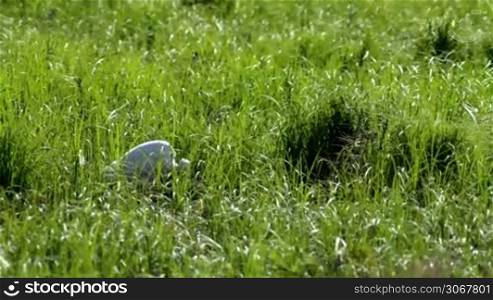 Great heron on the meadown