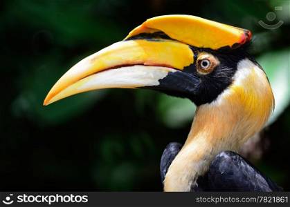 Great Hornbill (Buceros biornis), head profile