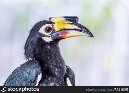 Great hornbill, close up on white background