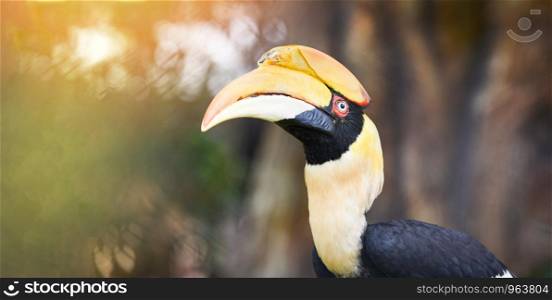 Great Hornbill in the national park / Great indian hornbill beautiful bird