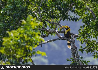 Great Hornbill perched on tree