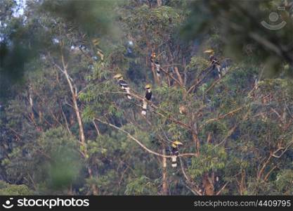 Great hornbills roosting at evening time