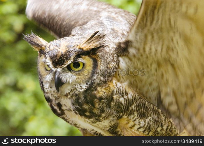 Great Horned Owl