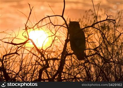 Great Horned Owl at sunset Saskatchewan Canada
