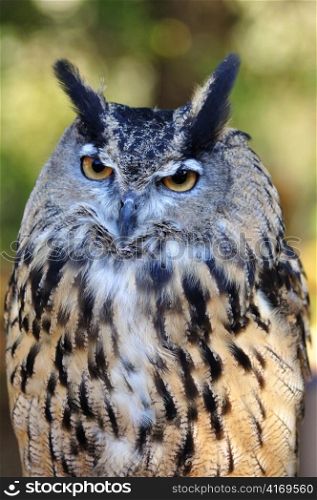 Great Horned Owl , close up