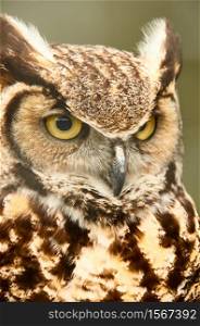 Great horned owl closeup. Birds of pray vertical shoot.. Great horned owl closeup of face