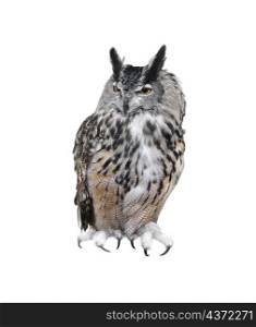 Great Horned Owl,Isolated On White