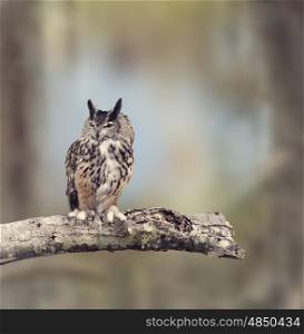 Great Horned Owl Perches on a Branch