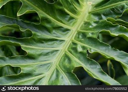 great image of a big green paml leaf. palm leaf