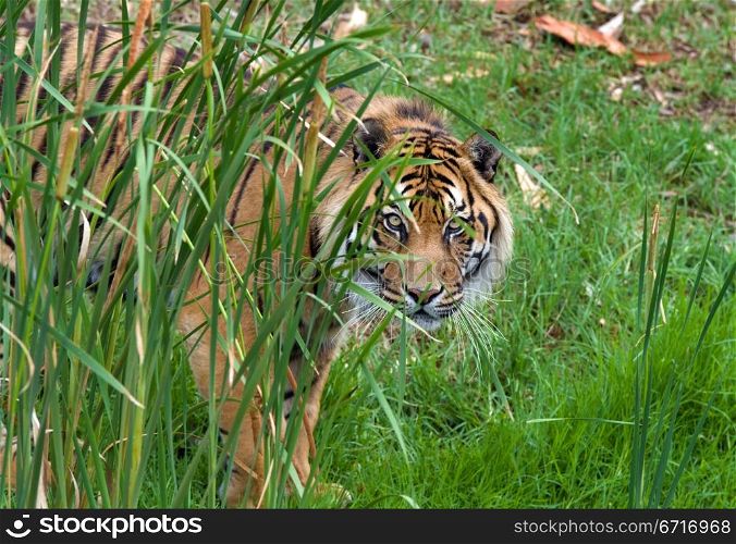 great image of a big male sumatran tiger