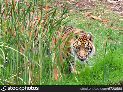 great image of a big male sumatran tiger