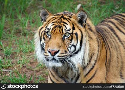 great image of a big male sumatran tiger