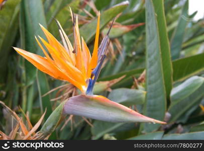 great image of a bird of paradise flower