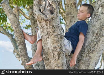 great image of a boy in a tree