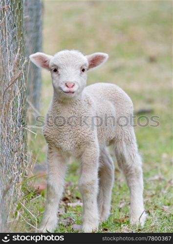 great image of a cute baby lamb. cute baby lamb