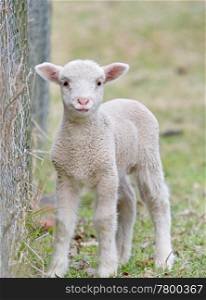 great image of a cute baby lamb. cute baby lamb