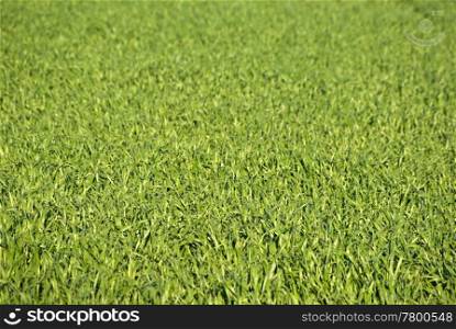 great image of a lush green grass background. green grass