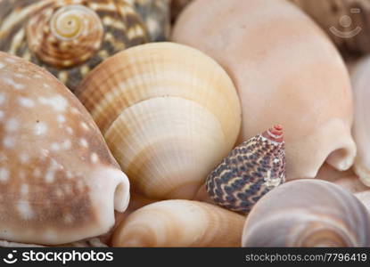 great image of a sea shells at the beach. seashells
