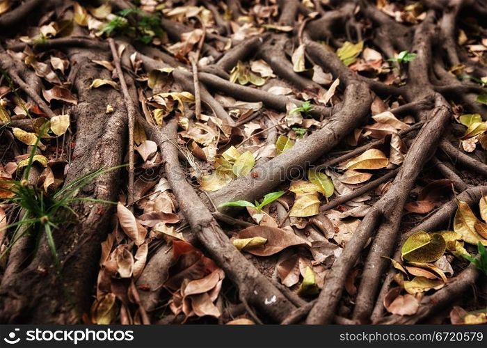 great image of brown dark tree roots